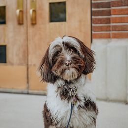 Honey - Aussiedoodle