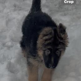 John John - Black and red male German Shepherd puppy in Geauga County, Ohio from Lux GSD