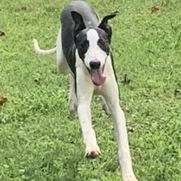 Whippets from WesAnn’s