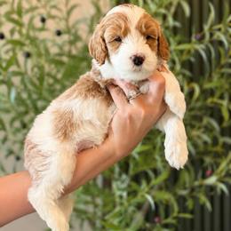 Jumbie - Parti male Goldendoodle puppy in Van Alstyne, Texas from Forest Haven Doodle Co.