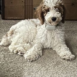 Goldendoodle and Labradoodle Puppies from Blessing Labradoodles, Goldendoodles, standard and mini’s