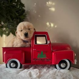 Golden Retriever puppies from Sandy Acres Golden Retrievers