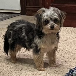 Mila - Maltipoo