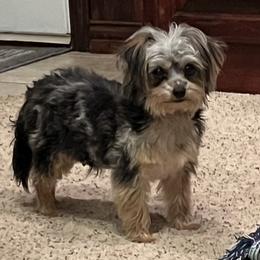 Mila - Maltipoo