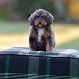 Gator - Merle male Bernedoodle puppy in Denham Springs, Louisiana from GimiPup Doodles