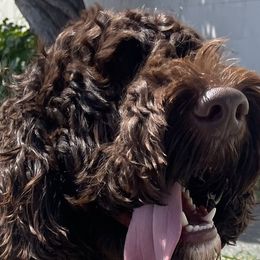 Benji - Australian Labradoodle