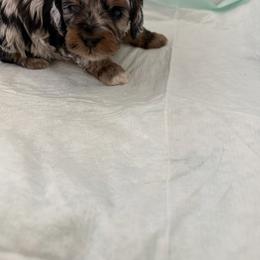 Atlas - Merle male Cockapoo puppy in Colorado Springs, Colorado from Garrett Doodles
