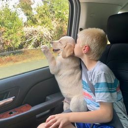 Labrador Retriever Puppies from Jewell Labradors