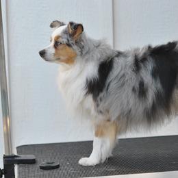 Tillie - Toy Australian Shepherd
