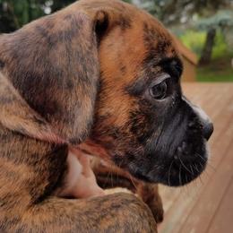 Boxer Puppies from Winchester Boxers