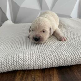 Light Green - Light golden male Golden Retriever puppy in Radcliff, Kentucky from It’s A Golden Life