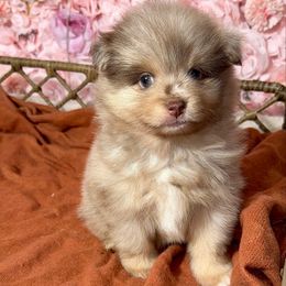 Chocolate merle baby boy - Chocolate merle male Pomeranian puppy in Newport News, Virginia from Nel’s designer Pomeranians