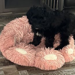 Cockapoo, Goldendoodle, and Maltipoo Puppies from Loris Pampered Pooches💕