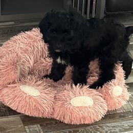 Cockapoo, Goldendoodle, and Maltipoo Puppies from Loris Pampered Pooches💕