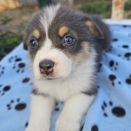 Socks - Blue female Pembroke Welsh Corgi puppy in Pilot Rock, Oregon from L2H Corgi's
