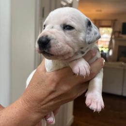 Girl 1 - female Dalmatian puppy in Tulsa, Oklahoma from White House Dals