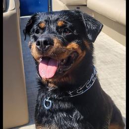 Persephone - Rottweiler
