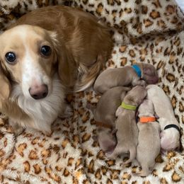 Green Collar Girl - Cream female Dachshund puppy in Descanso, California from Kendaline Kennels