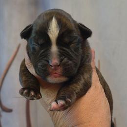 Brindle flashy girl 1 - Brindle female Boxer puppy in Red Boiling Springs, Tennessee from Silver Rain