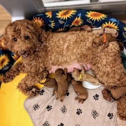 "Juliette and pups Day1" Australian Labradoodle Puppies from Draycot Meadows Australian Labradoodles