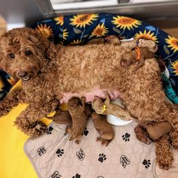 "Juliette and pups Day1" Australian Labradoodle Puppies from Draycot Meadows Australian Labradoodles
