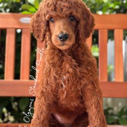 Syrah - Red  female Poodle puppy in Spring Hills, Florida from The Olympus Standard Poodle