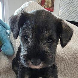 Boy 2 white - Salt and pepper male Miniature Schnauzer puppy in Fresno, California from Findell Kennel, LLC