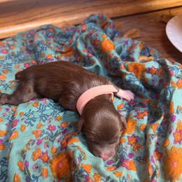 Rumi (pink) - Red tri-color female Aussiedoodle puppy in Watertown, Wisconsin from Little Bear Paws Aussiedoodles