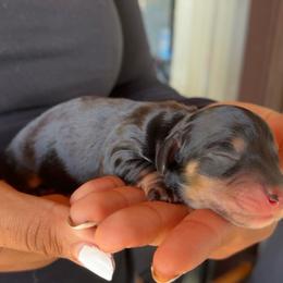 Girl 3 - Black and cream female Dachshund puppy in Orem, Utah from Miekca’s Dachshunds