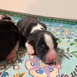 Girl 3 - Black & white female Australian Shepherd puppy in Martville, New York from Jasmin's Australian Shepherds