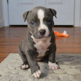 American Bully Puppies from Nitro’s Bullies