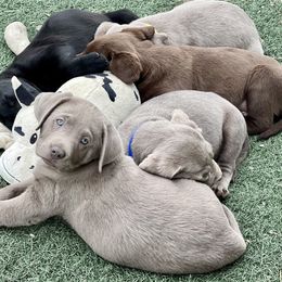 Dilute Retriever and Labrador Retriever Puppies from Hedge Lane Labradors