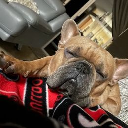 French Bulldogs from Fonzerelli’s Frenchies