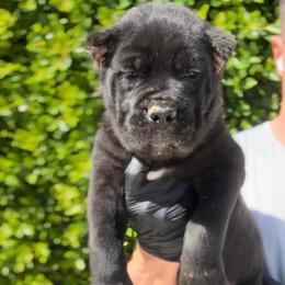 Black female - Black female Cane Corso puppy in California from Donato Kennels