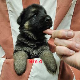 Girl 7 Brown - Black and tan female German Shepherd puppy in Rome, Georgia from Patriot Shepherds