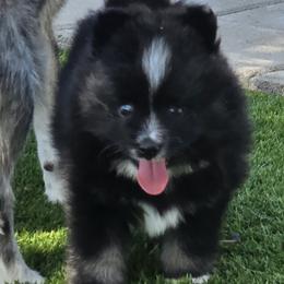 Onyx (1850) - Black and white male Pomsky puppy in Fallon, Nevada from Amazing High Desert Pomskys