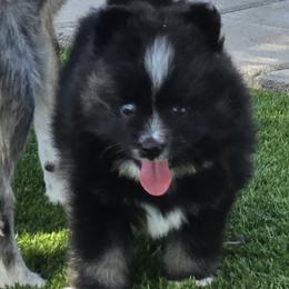 Onyx (1850) - Black and white male Pomsky puppy in Fallon, Nevada from Amazing High Desert Pomskys