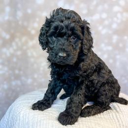 Quad - Black male Goldendoodle puppy in Grove, Oklahoma from Guinn Family Farms