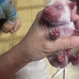 Chihuahua Puppies from Tammy's Chihuahuas