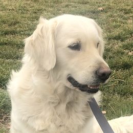 Diamond - Golden Retriever