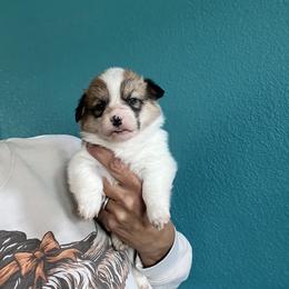 Boy 2 - Red male Pembroke Welsh Corgi puppy in Chino Valley, Arizona from Blecker Kennel