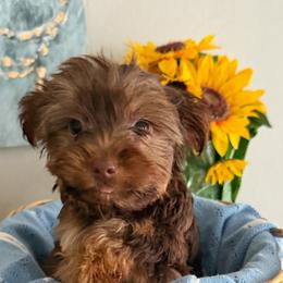 Yorkshire Terrier puppies from Everyonelovesyorkies