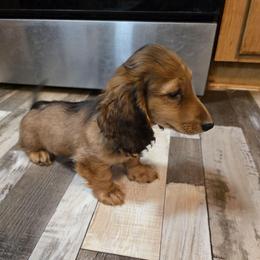Max 2,400 - Red male Dachshund puppy in Tonopah, Arizona from Desert Diamond Dachshunds