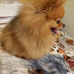 MJ - Pomeranian
