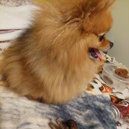 MJ - Pomeranian