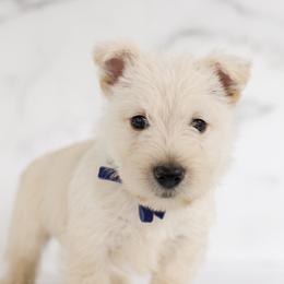 Flannel - Wheaten male Scottish Terrier puppy in Stevens, Pennsylvania from K&M Kennel