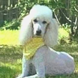 Jolene - Poodle