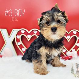 Boy 1 - Black and gold Yorkshire Terrier puppy in Phoenix, Arizona from Saguaro Yorkie Ranch