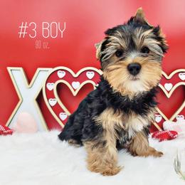Boy 1 - Black and gold Yorkshire Terrier puppy in Phoenix, Arizona from Saguaro Yorkie Ranch