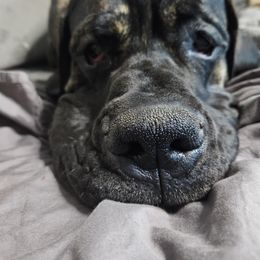 Great Dane All Grown Up from Port Bay Danes